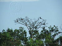 JGCA001 Ateles geoffroyi.jpg