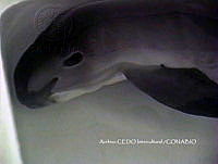NBA0015 Phocoena sinus.jpg