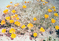 FGM3746 Eschscholzia sp..JPG
