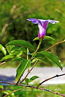 JF078 0620 Rhabdadenia biflora.jpg