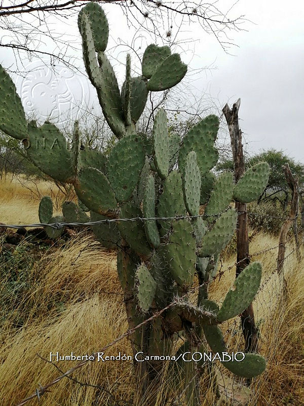 RG016%200083%20Agave%20atrovirens.jpg.nyeF2fj0MSWvk9djQA3g0JtbmFja29CbnFuZ3NAbXJ6LGtwZwA. CaHzsyqD 