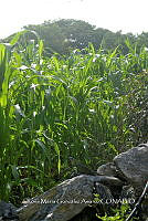 SG019 0272 Zea mays.jpg