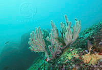 CNS1082 Muricea californica.jpg