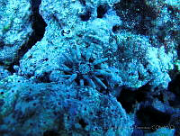 VDLCF0808 Eucidaris tribuloides.jpg