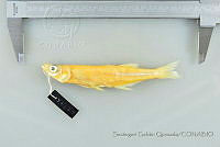 SGQ3640 Chirostoma labarcae.jpg