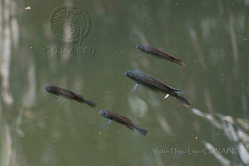 VHL0536%20Tilapia%20zilli.jpg.kSe9jYX0MbFtw91hQA3g0JtbmFja29CbnFuZ3NAbXJ6LGtwZwA.NIk4hsHwqX