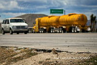 MN6NySH0043 Cynomys mexicanus.jpg