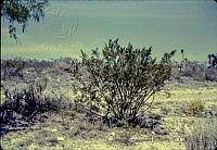 1261 Larrea tridentata.jpg