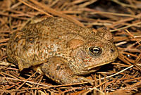 ECA0149 Anaxyrus mexicanus.jpg