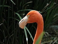 CGL1745 Phoenicopterus ruber.jpg