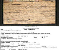 CMyFO 00938 Magnolia mexicana.JPG