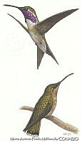 MAPM0195 Calothorax lucifer.jpg