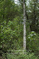 IMDOC3955 Alnus sp..jpg