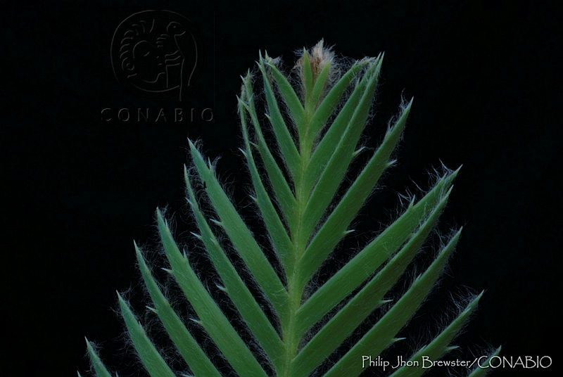 PJB0123%20Dioon%20caputoi.jpg.nyftuoL1MfVVtSVhQA3g0JtbmFja29CbnFuZ3NAbXJ6LGtwZwA.8xgF3 3HSh