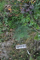 SG019 0401 Ambrosia.jpg