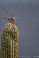 MASM00745 Campylorhynchus jocosus.jpg