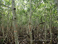 UM001 0055 Rhizophora mangle.jpg