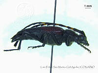 LFSMCA0232 Stictoleptura sp..jpg