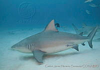CNS1273 Carcharhinus leucas.jpg