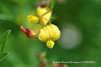 RRR0305 Crotalaria pumila.jpg