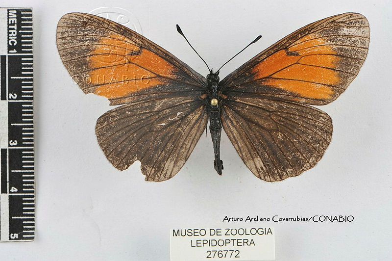 JF018%200270%20Altinote%20stratonice%20oaxaca.jpg.rSf4vfT0MdlzJ djQA3g0JtbmFja29CbnFuZ3NAbXJ6LGtwZwA.SzFZ0 Qj D
