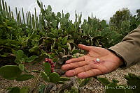 MASM06235 Dactylopius coccus.jpg