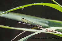 PJ016 0616 Hetaerina americana.JPG