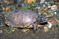 GC0084 Terrapene coahuila.jpg