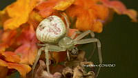 SM0242 Runcinia grammica.jpg
