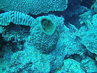 VDLCF0824 Geodia neptuni.jpg