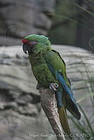 MASM06319 Ara ambiguus.jpg