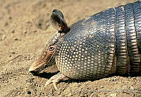 ELC0081 Dasypus novemcinctus.jpg