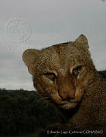 ELC0097 Puma yagouaroundi.jpg