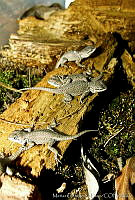 MDL0342 Sceloporus serrifer.jpg