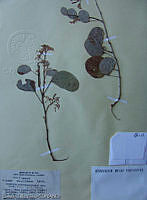 OTV0756 Bauhinia subrotundifolia.jpg
