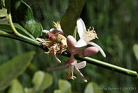 RBB0261 Citrus medica.tif