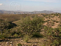 MGvarios38 Chihuahua.jpg