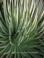 AJGM0336 Agave stricta.JPG