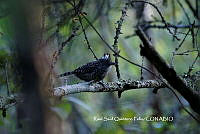 RSQF002 Thamnophilus doliatus.JPG
