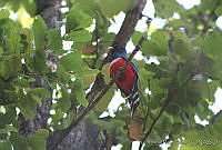 XVP0003 Trogon mexicanus.jpg
