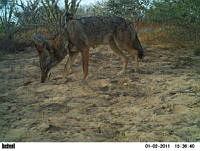 EPRM006 Canis latrans.jpg