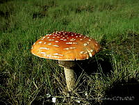 JRB0004 Amanita muscaria.jpg