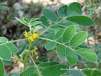 MRG-2017-321 Senna uniflora (MRG-7jul17-a).JPG