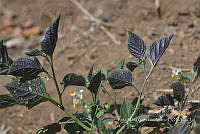 SG019 0433 Solanum nigrum.jpg