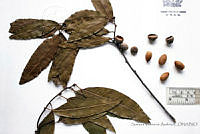SVA0015 Quercus pinnativenulosa.JPG