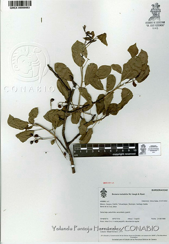 YPH0519%20Bursera%20instabilis.jpg.rieHnMj MXUBV9thQA3g0JtbmFja29CbnFuZ3NAbXJ6LGtwZwA.zYN eb2If2