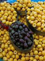 3R 00937 Malpighiaceae.jpg