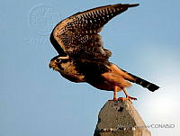 MGaves 1815 Falco femoralis.jpg