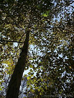 CGL1811 Platanus sp..jpg