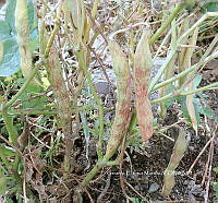 RG055 0230 Phaseolus vulgaris.JPG